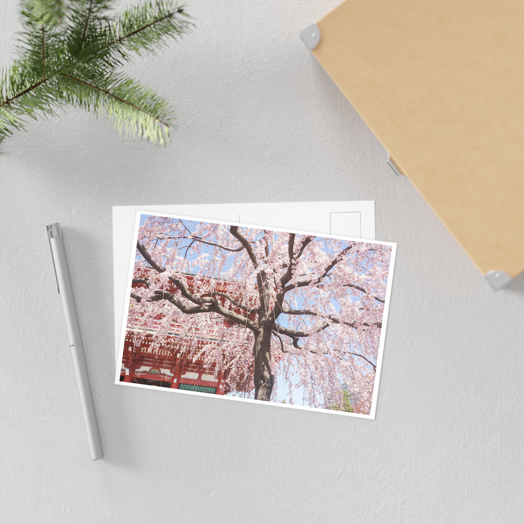 Cherry Blossom "Sakura" Tree Postcard