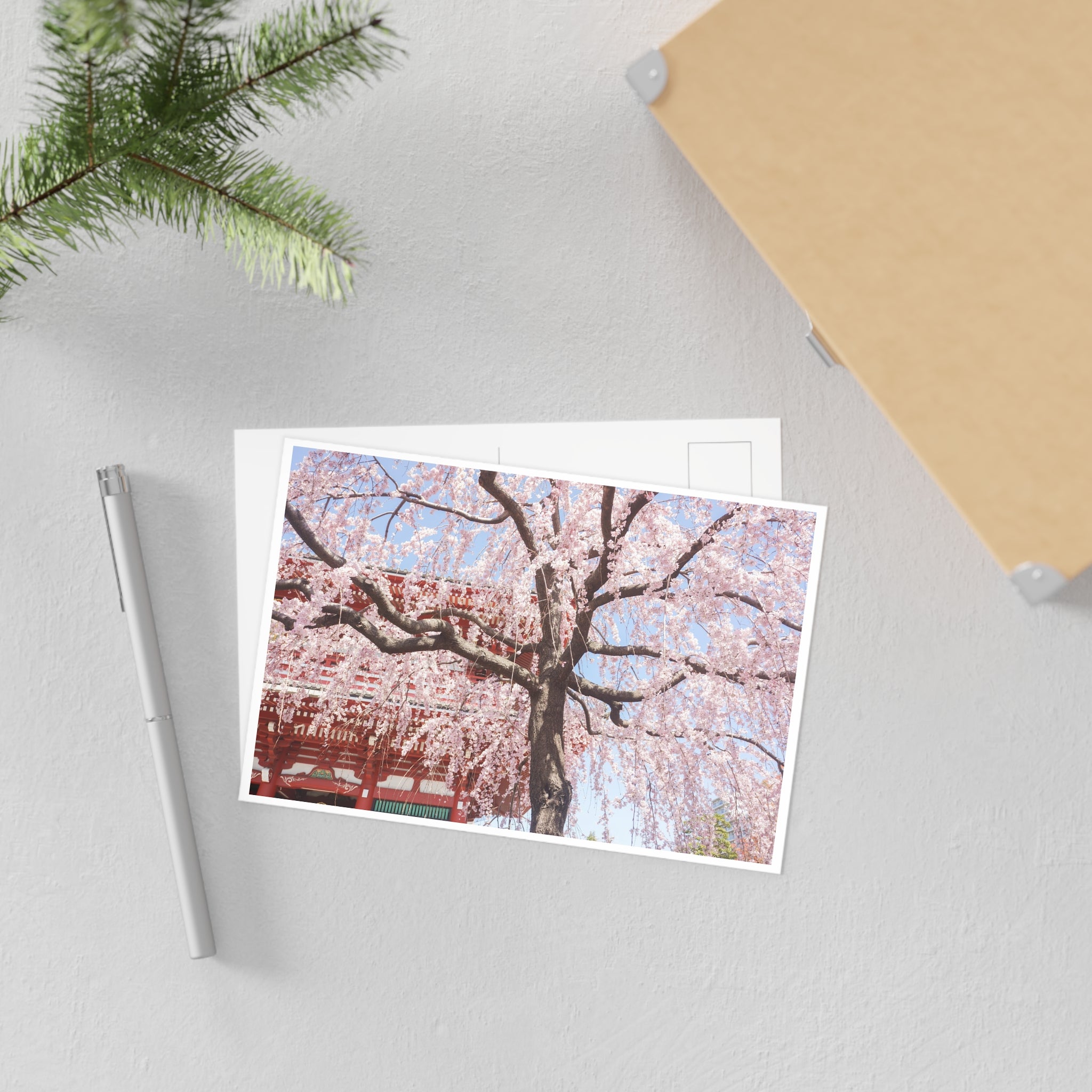 Cherry Blossom "Sakura" Tree Postcard