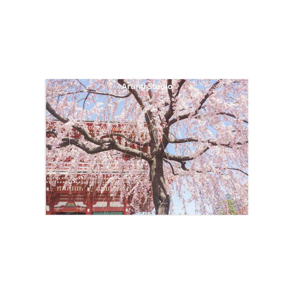 Cherry Blossoms at Sensō-ji | Post Card