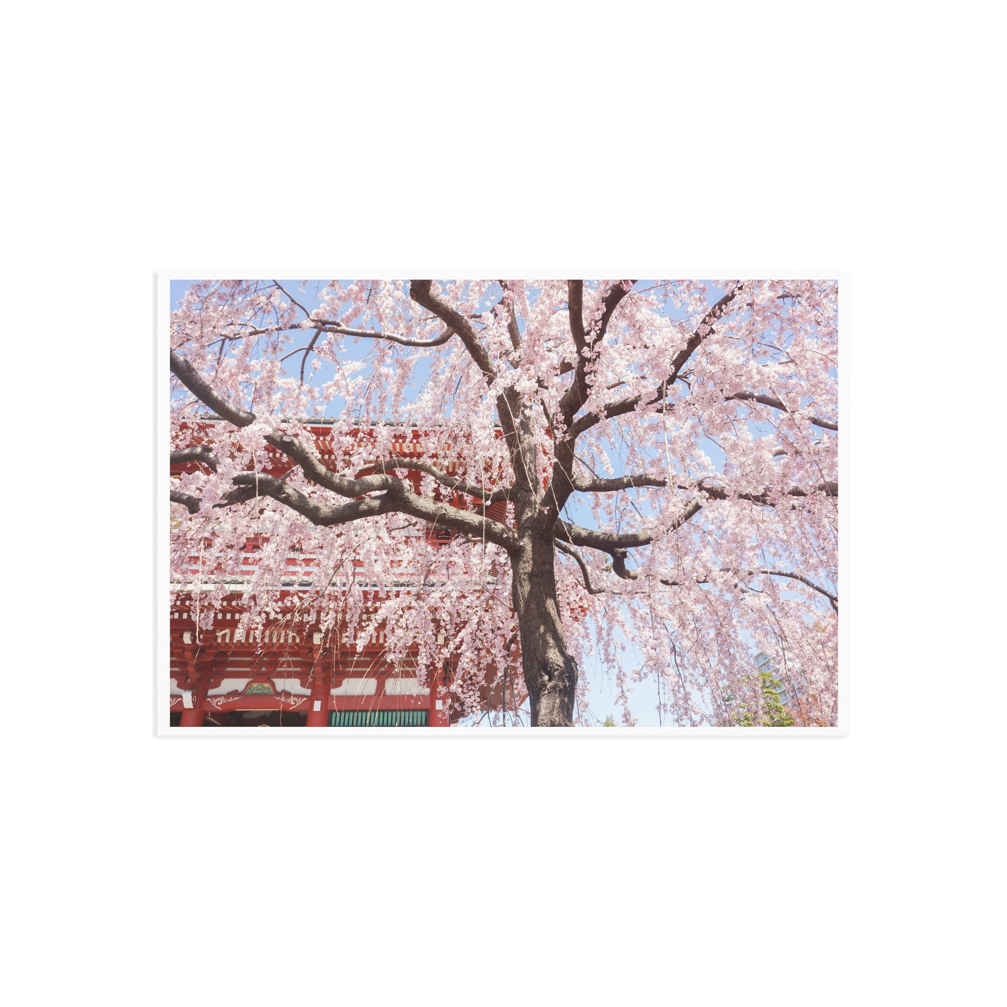 Cherry Blossom "Sakura" Tree Postcard